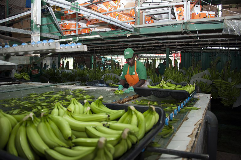 Guadeloupe : reprise du travail lundi dans la filière banane