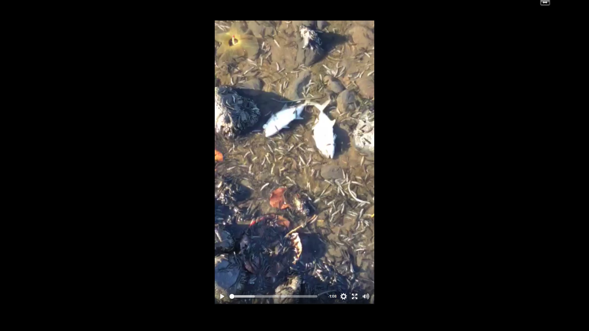 À Punaruu, d'autres poissons morts y ont été découverts ce mardi. La raison serait la même qu'à Mahina. (Capture d'écran d'une vidéo postée sur facebook).