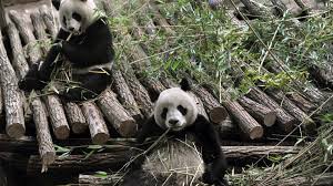 Zoo de Beauval : pour la première fois, une femelle panda en gestation en France