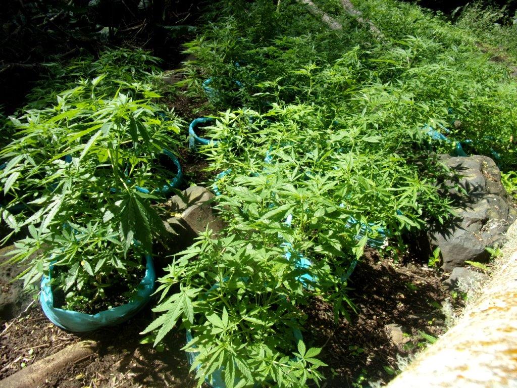 Découverte de plants de cannabis à Rurutu