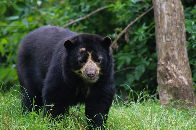 Ours à lunette au Bioparc de Doué-la-Fontaine - 	Melvin TOULLEC - Wikimedia commons
