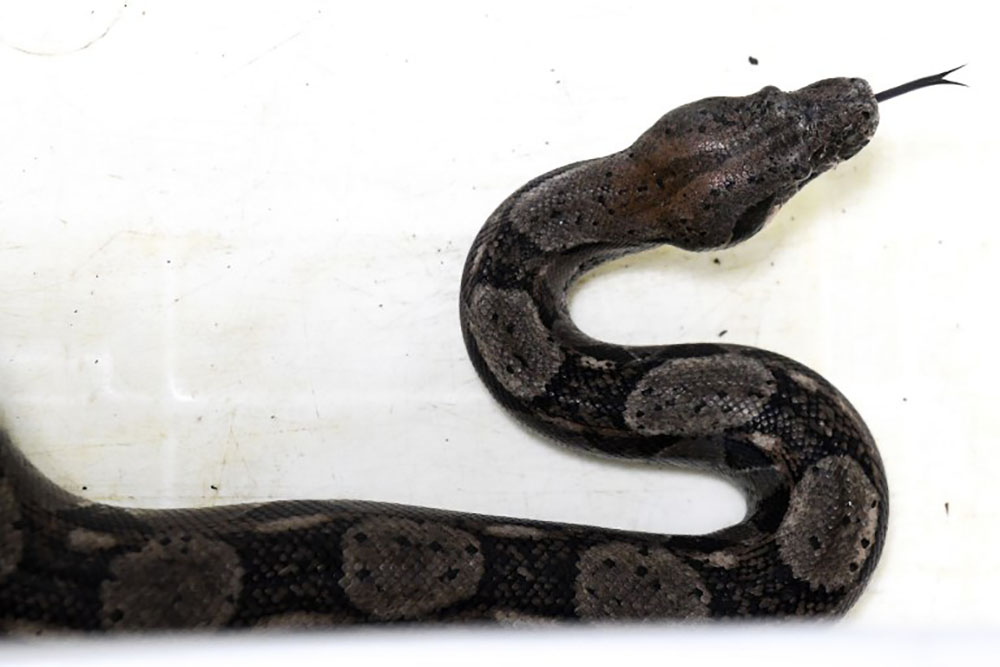 Attaquée par son boa, elle appelle les pompiers, qui décapitent le serpent