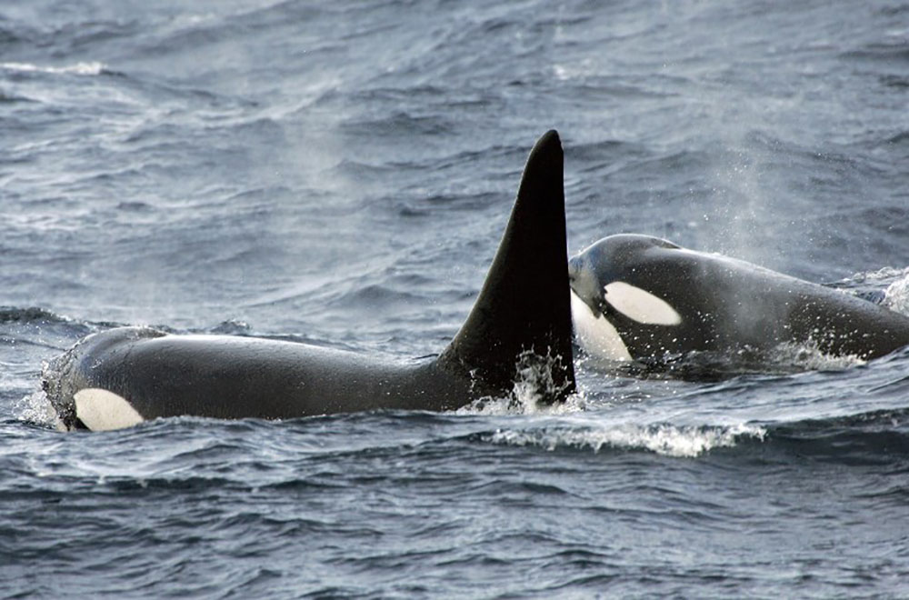 En Russie, la chasse à outrance de bélougas et orques inquiète les scientifiques