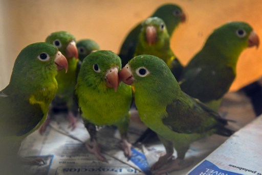 1.000 animaux morts trouvés dans un local commercial près de Los Angeles