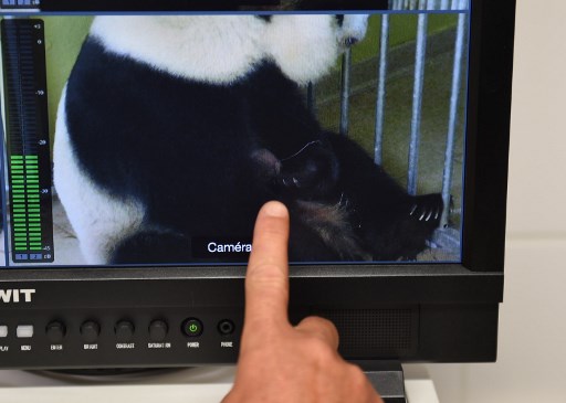 Naissance de pandas jumeaux: le zoo de Beauval entre joie et tristesse après la mort d'un des petits