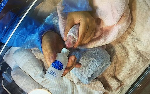 Naissance de pandas jumeaux: le zoo de Beauval entre joie et tristesse après la mort d'un des petits