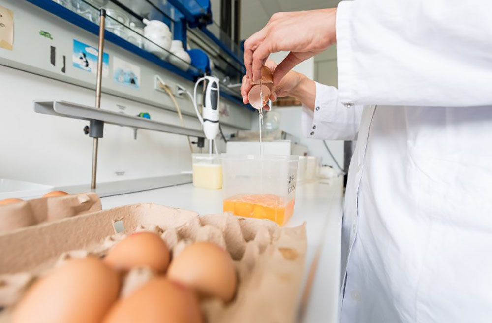 Oeufs contaminés: les Pays-Bas abattent des poules, la Belgique promet la "transparence"