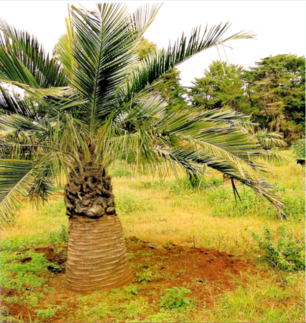 Un jeune palmier du Chili planté au centre de l’île de Pâques.