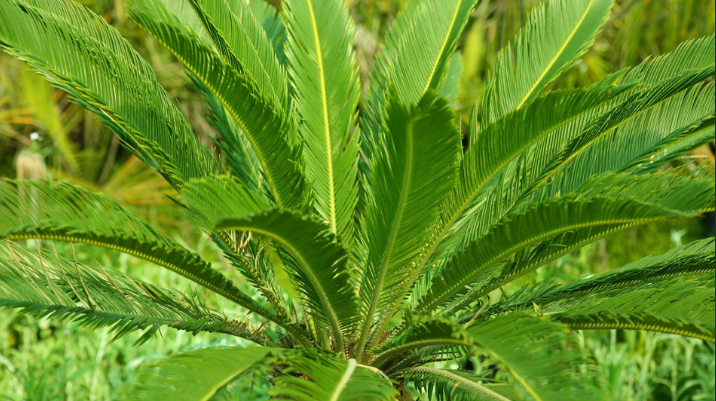 Détail est feuilles de Jubaea chilensis.