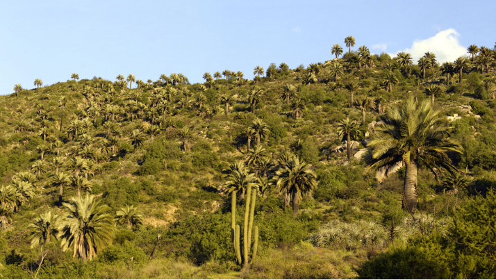 Une forêt de palmiers du Chili telle qu’il en existe aujourd’hui sur le continent.