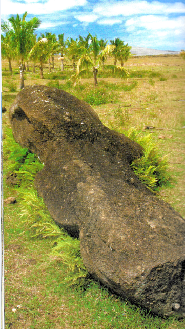 Les cocotiers de Tahiti peu connus du secteur de Vaitea ; malheureusement, ils sont bien malades…