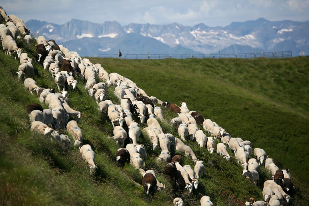 Près de 300 brebis tuées en un mois dans les Pyrénées: l'ours accusé