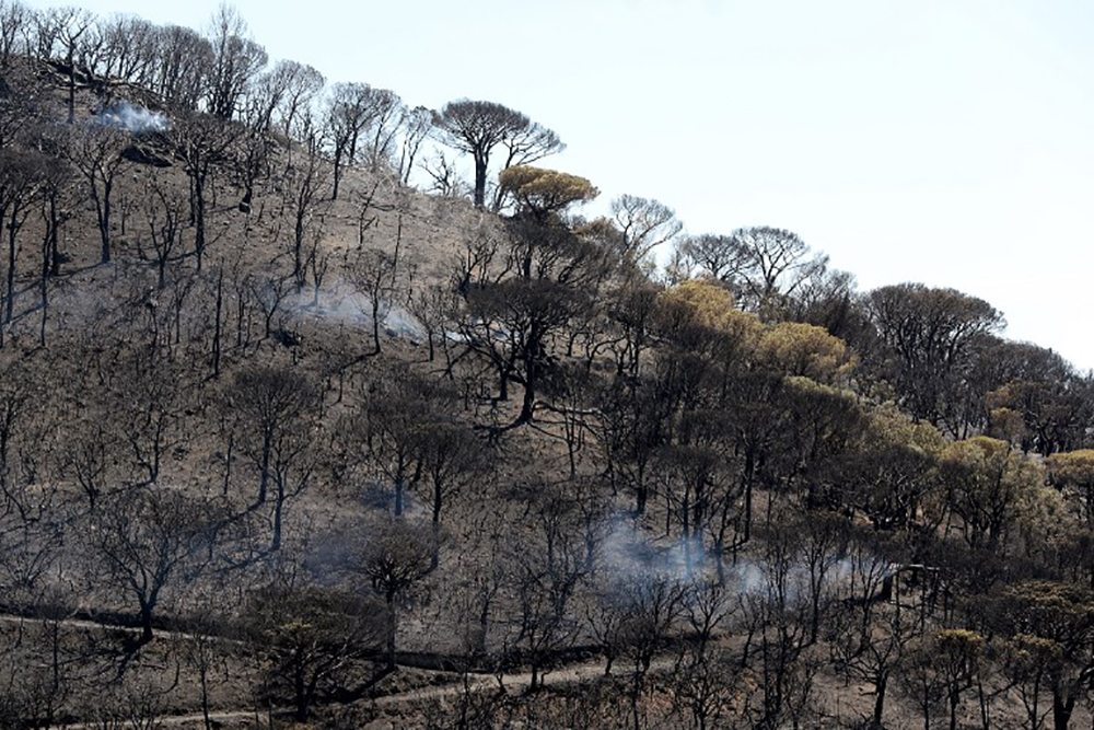 Saint-Tropez: après les incendies, des aides pour restaurer un paysage unique