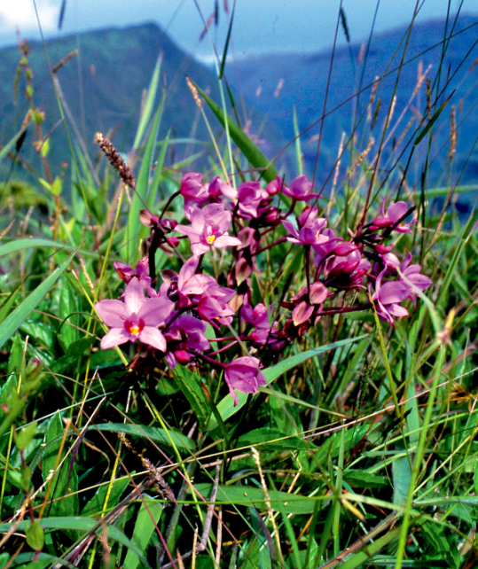 La petite orchidée palmier, Spathoglottis plicata, est omniprésente dans les montagnes de Tahiti. Famille des Orchidaceae.