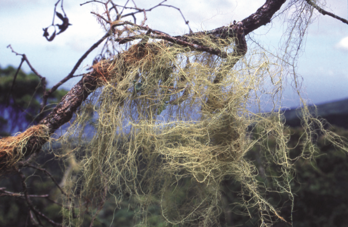 L’humidité à cette altitude permet à de multiples lichens de proliférer sur les arbres et les branches mortes.