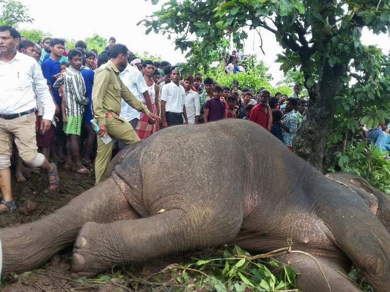 Inde: un éléphant tueur abattu par "l'un des meilleurs chasseurs" du pays