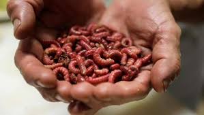 Suisse : des denrées à base d'insectes dans les supermarchés