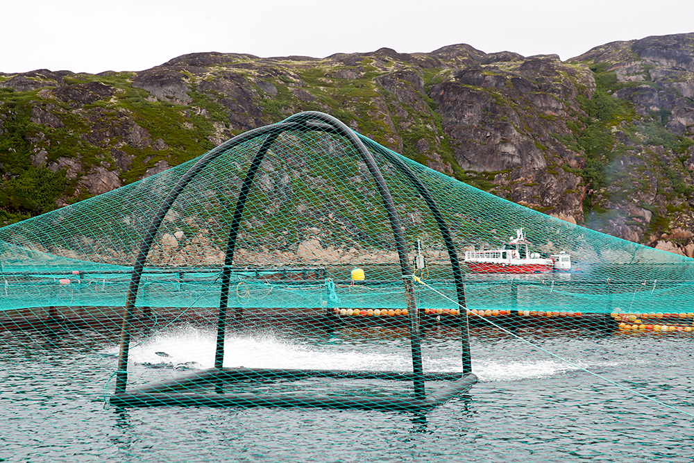 Les océans pourraient accueillir des millions de km2 d'aquaculture
