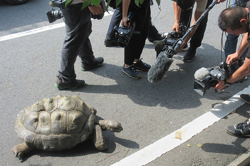 Japon: une tortue géante retrouvée à 140m du zoo après une escapade de deux semaines