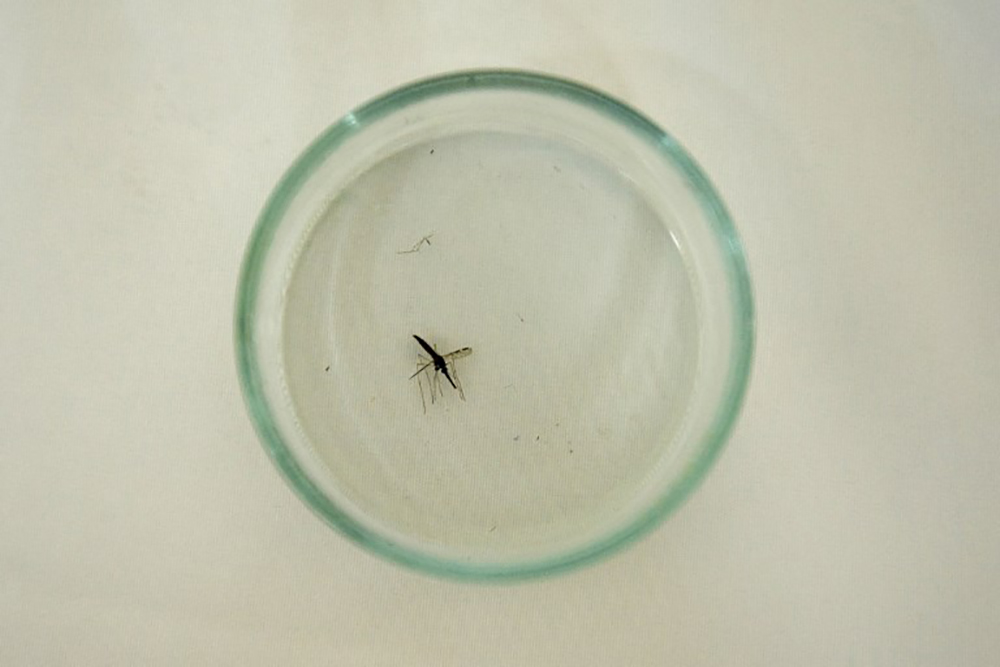Un moustique vecteur de paludisme pour la première fois détecté en Calédonie
