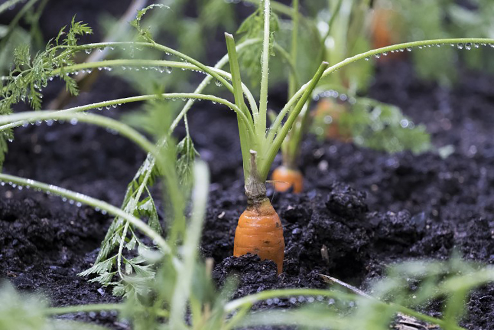 Canada: une précieuse bague perdue retrouvée autour d'une carotte