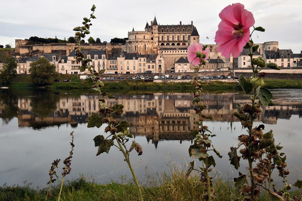 Cyanobactéries toxiques dans la Loire, en Maine-et-Loire