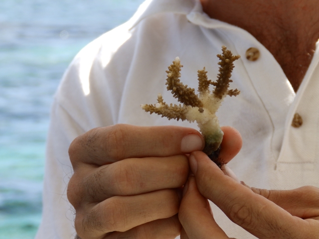 Cette jeune colonie de corail a trouvé une nouvelle maison