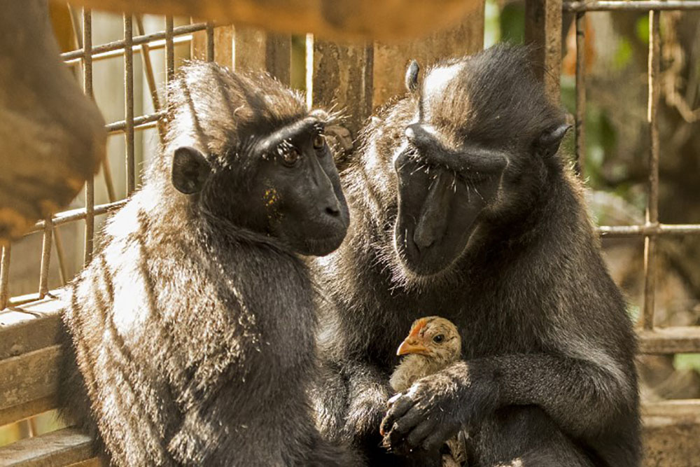 Touchante histoire d'amour maternel entre une macaque et un poulet