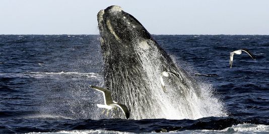Pic de mortalité chez les baleines franches : le Canada et les Etats-Unis enquêtent