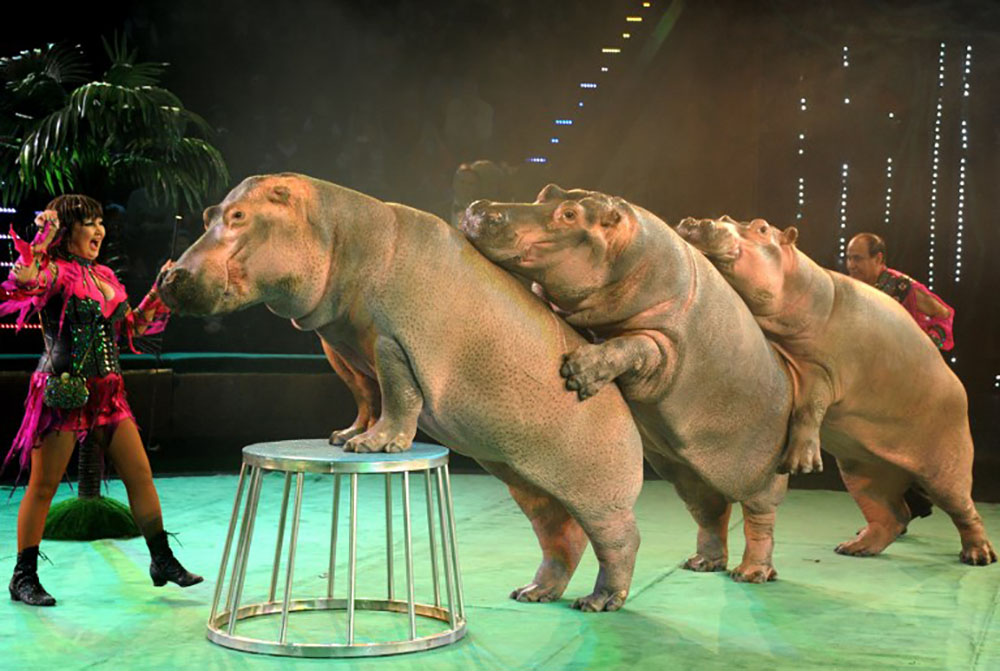 Photo d'illustration d'un numéro de cirque d'hippopotames.