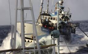 Sea Shepherd renonce à traquer les baleiniers japonais dans le Grand Sud