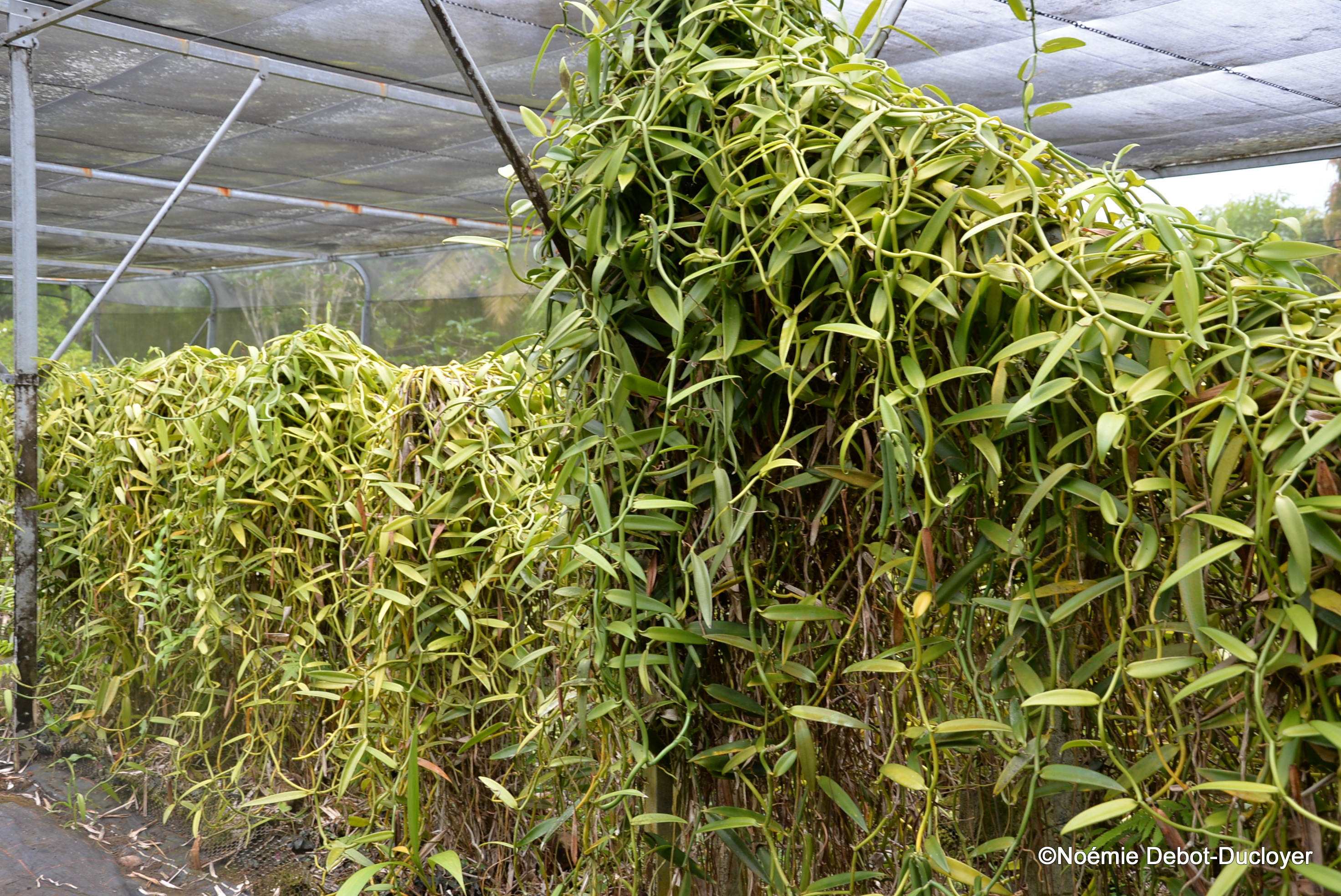 La vanille de Tahiti toujours plus forte