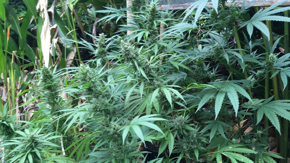 330 pieds de Pakalolo saisis à Raiatea