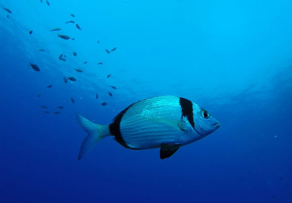 Mort d'un plongeur français dans une grotte en Espagne