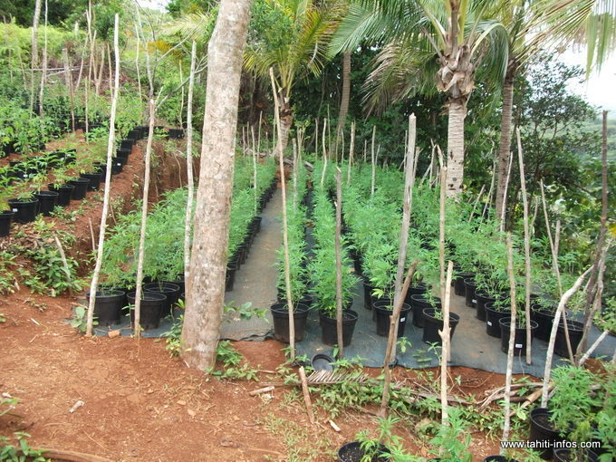Suite à un banal vol roulotte, la DSP a mis la main sur plusieurs centaines de grammes de paka.