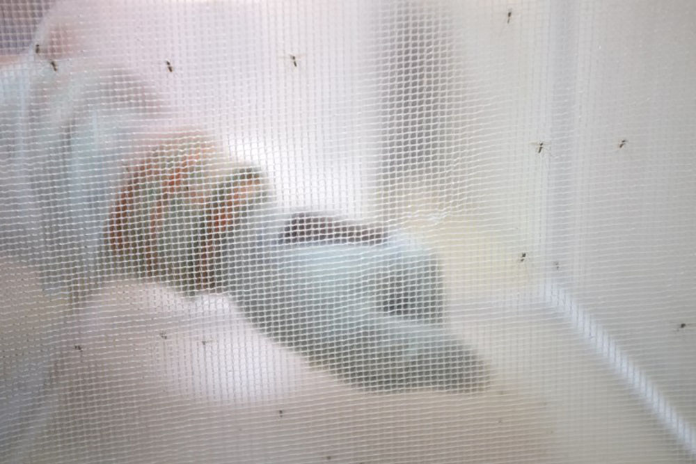 Les médecins italiens perplexes après un cas mortel de paludisme