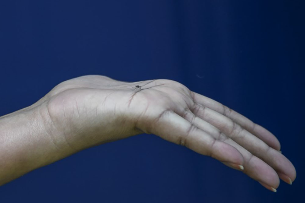 Sanofi renonce à développer un vaccin anti-Zika