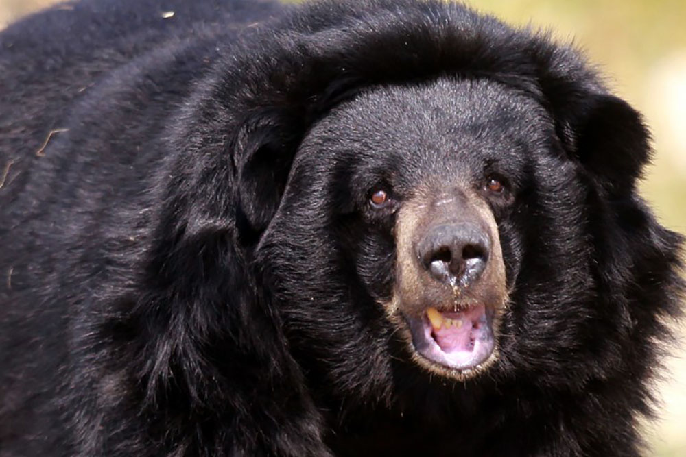 Canada: un ours attaque un chasseur à l'arc dans un arbre