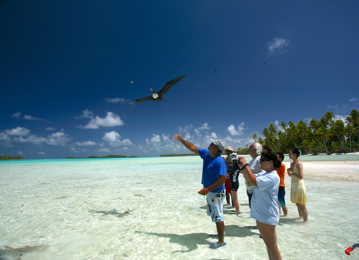 En arrivant, on commence par donner à manger aux frégates qui se disputent des petits morceaux de poissons.