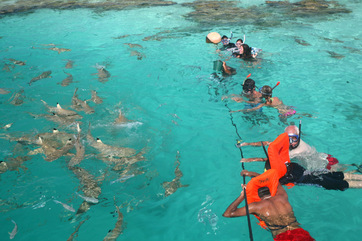 Tous en rang, face à une meute de dizaines de requins affamés : sans doute l’un des plus beaux “feedings” de Polynésie française, accessible à tous.