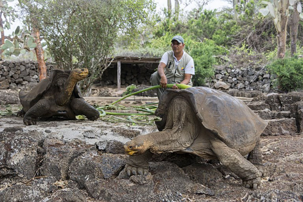 Au Galapagos, un programme de reproduction pour des tortues éteintes