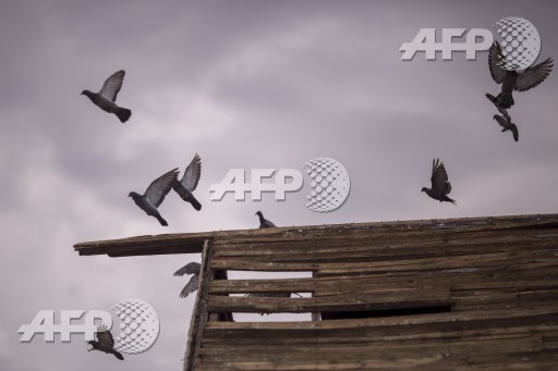 Argentine: un "narcopigeon" tombe sous les balles de la police