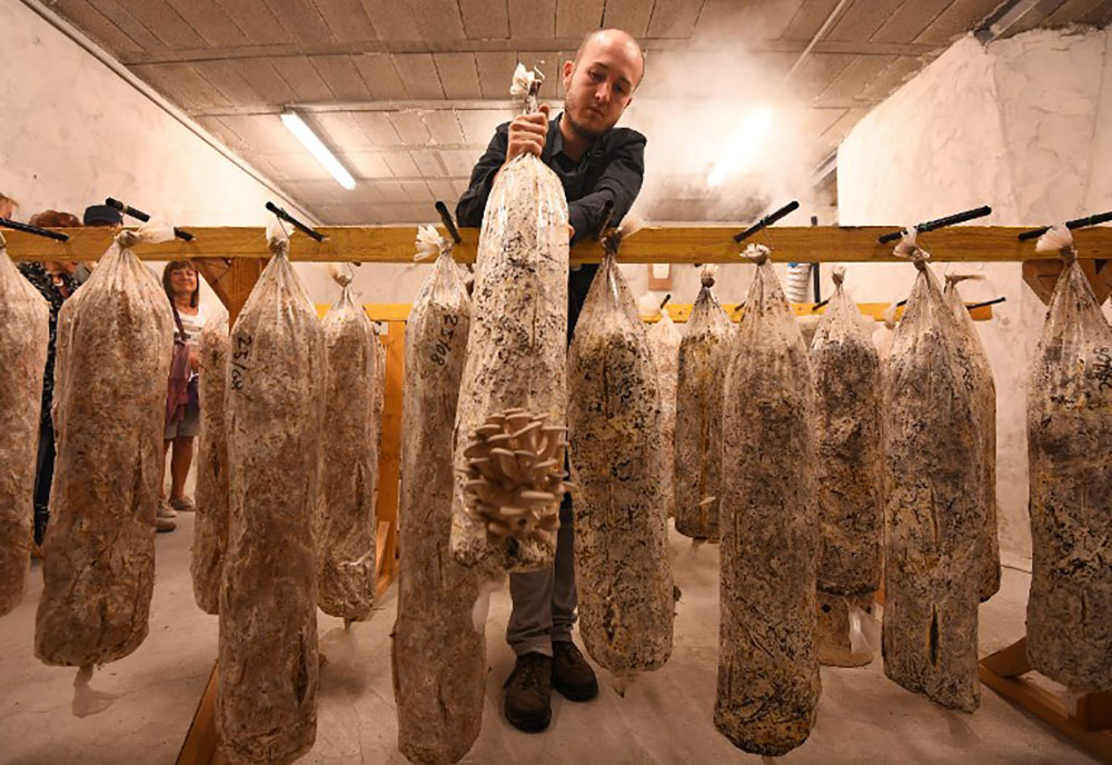 A Marseille, les champignons naissent dans le café