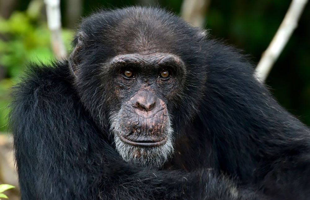 Ponso, dernier survivant de l'île aux chimpanzés en Côte d'Ivoire