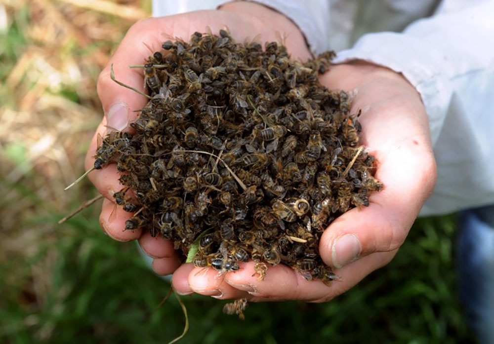 Uruguay: le fipronil, à l'origine du scandale des oeufs en UE, décime des abeilles