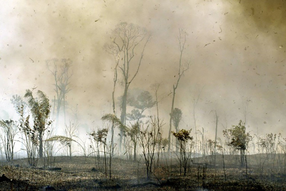 Avec la déforestation, les Tropiques émettent plus de CO2 qu'ils n'en capturent