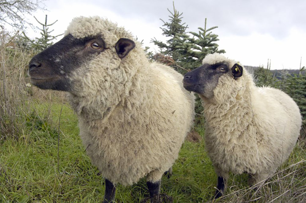 Les moutons aiment-ils courir ou non?
