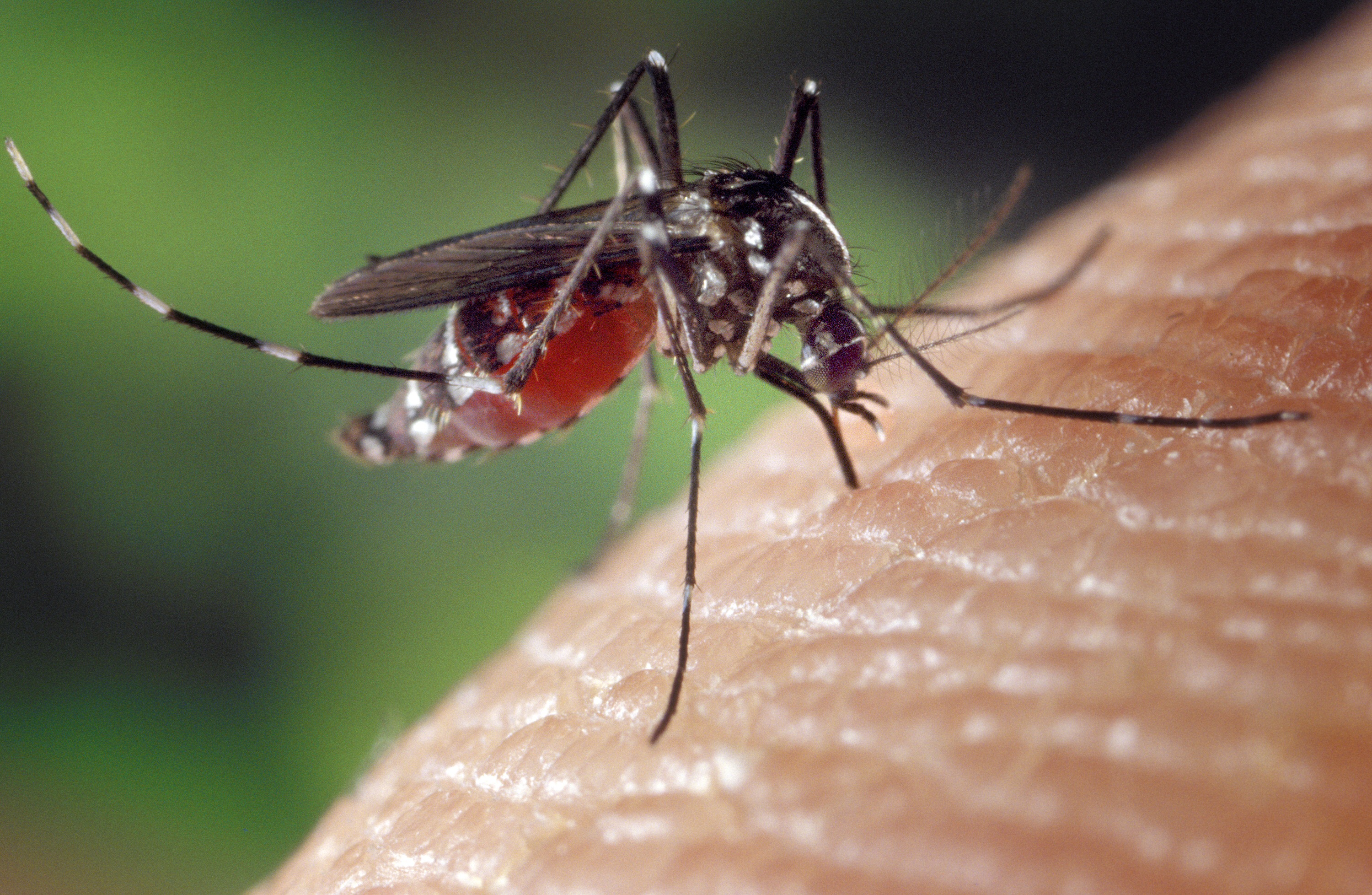 Épidémie de dengue 2 : un risque "particulier"