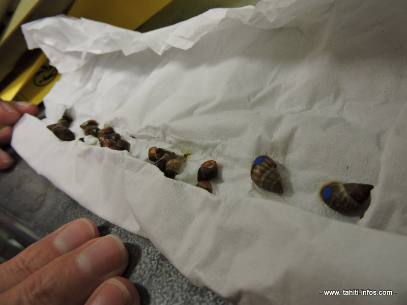 Les escargots sont marqués de la couleur bleue cette année.