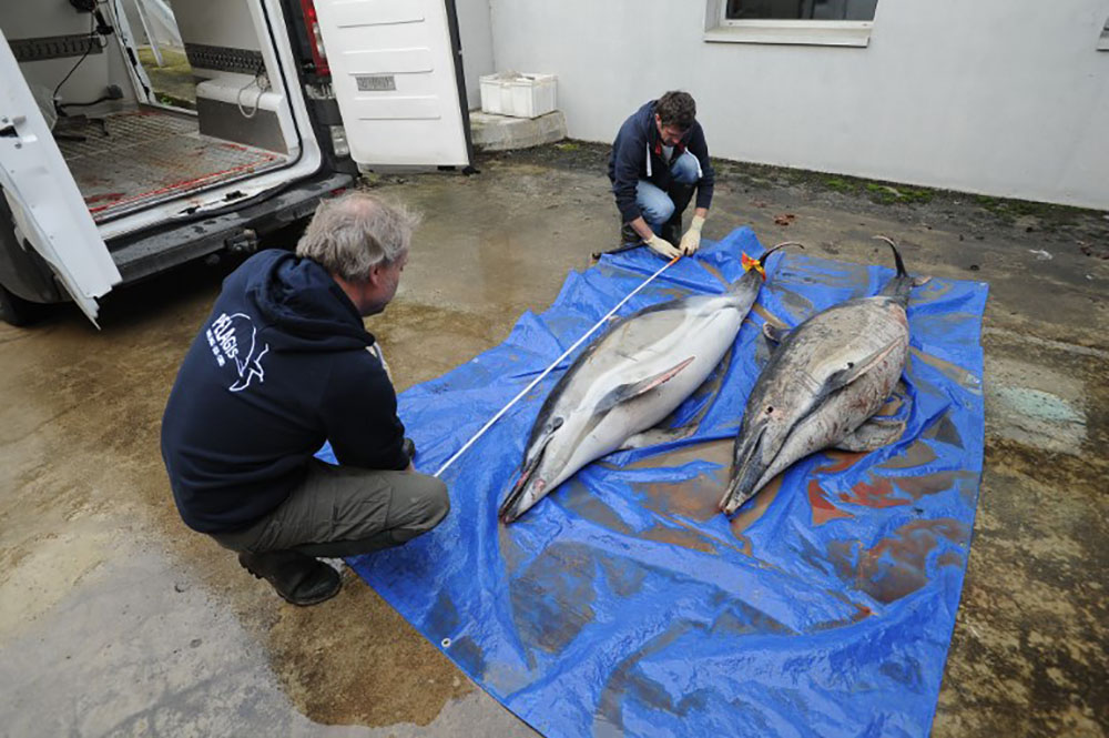 La préfecture veut une enquête après l'échouage de dauphins dans le Var